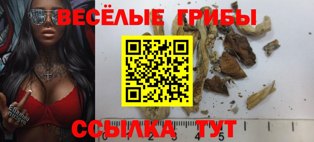 Курчатов  Галлюциногенные грибы MAGIC MUSHROOMS  Вход с VPN  купить наркоту  Галлюциногенные грибы Psilocybine cubensis 